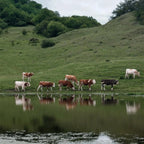 Free Roaming Fields Fiber Art By Good Monica Neroliya.studio