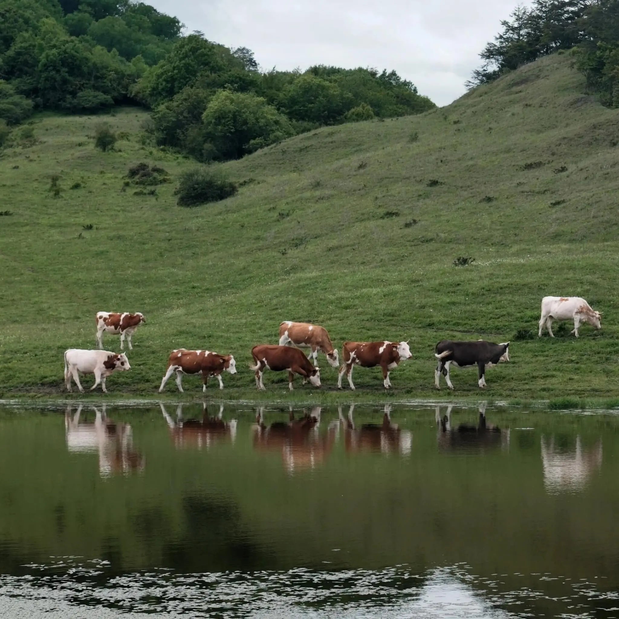Free Roaming Fields Fiber Art By Good Monica Neroliya.studio