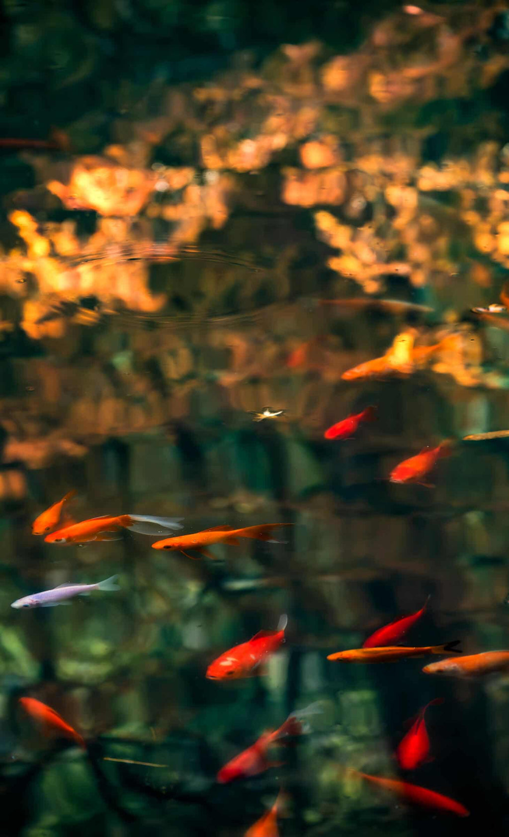 Fish Joy Glassware by ShiYu ShiYu